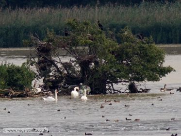 Kormoraninsel im Westbecken des Ismaninger Speichersees