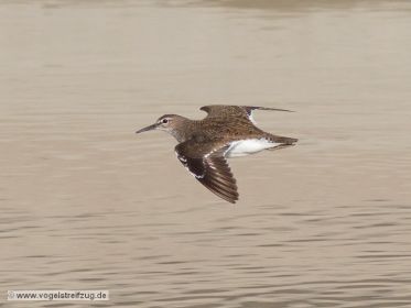Flussuferläufer im Flug