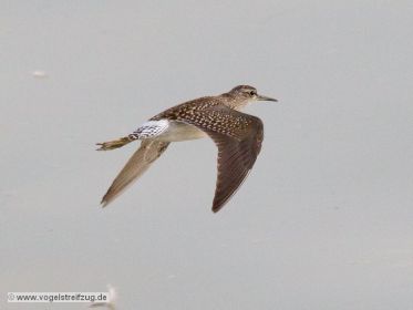 Bruchwasserläufer im Flug