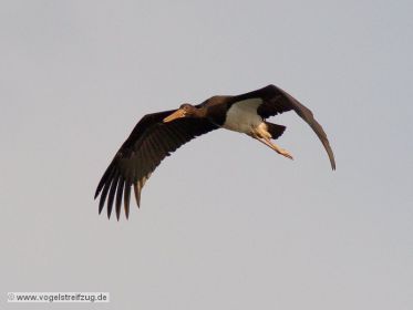 Schwarzstorch überfliegt den Ismaninger Speichersee