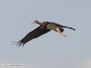 Schwarzstorch überfliegt den Ismaninger Speichersee