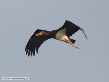 Schwarzstorch überfliegt den Ismaninger Speichersee