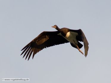 Schwarzstorch überfliegt den Ismaninger Speichersee