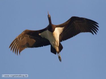 Schwarzstorch überfliegt den Ismaninger Speichersee