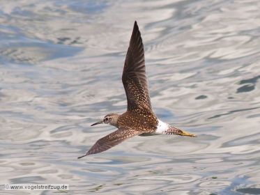 Bruchwasserläufer im Flug