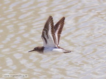 Flussuferläufer im Flug