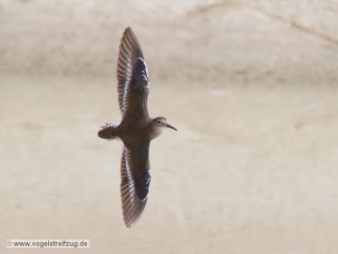 Flussuferläufer im Flug