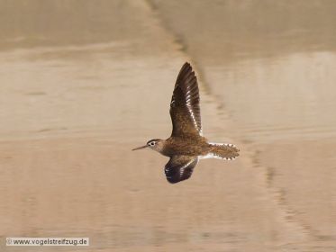 Flussuferläufer im Flug