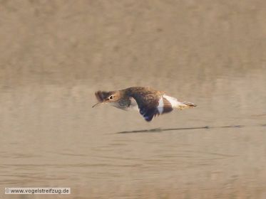 Flussuferläufer im Flug