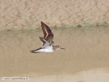 Flussuferläufer im Flug
