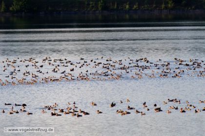 Unzählige Kolbenenten im Ismaninger Speichersee