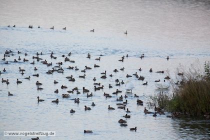Blick in das Ostbecken am Abend: Unzählige Kolbenenten, Tafelenten und Reiherenten ruhen im Ismaninger Speichersee
