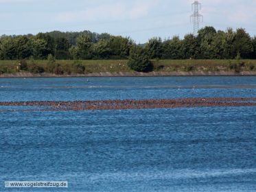 Ostbecken des Ismaninger Speichersees. Unzählige Kolbenenten