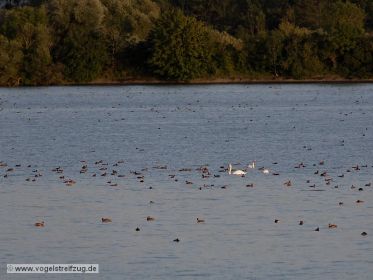 Wasservögel im Westbecken