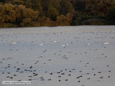 Wasservögel im Westbecken