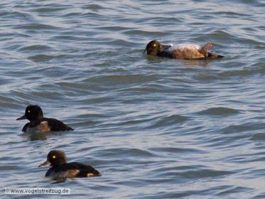 Reiherente bei Gefiederpflege im Wasser