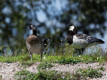 Gänsehybride (mutmaßlich Dreifachhybride) und Weißwangengans