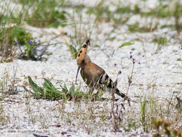Wiedehopf sucht nach Nahrung auf steinigem Boden