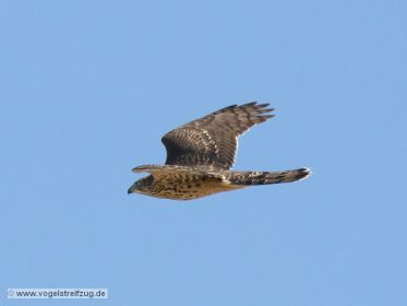 Habicht fliegt über Ismaninger Speichersee