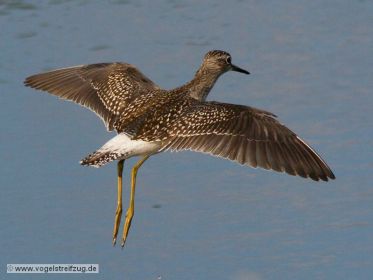 Bruchwasserläufer im Flug