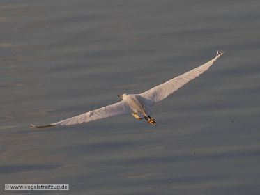 Seidenreiher im Flug über Ismaninger Speichersee