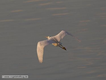 Seidenreiher im Flug über Ismaninger Speichersee
