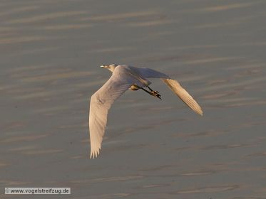 Seidenreiher im Flug über Ismaninger Speichersee