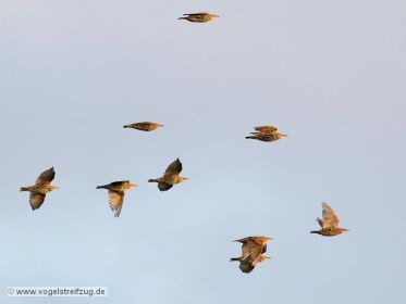 Stare im Flug beim Ismaninger Speichersee