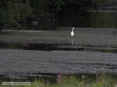 Seidenreiher hält Ausschau nach Eßbarem