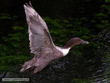 Eigentümliche Ente in einem Bach beim Ismaninger Speichersee