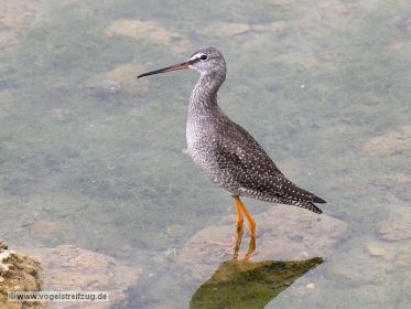 Dunkler Wasserläufer im Ismaninger Speichersee