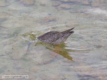 Dunkler Wasserläufer im Ismaninger Speichersee