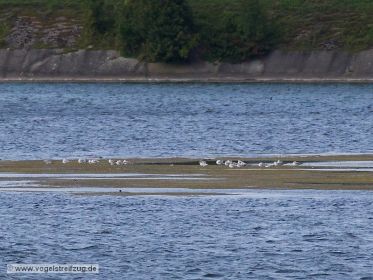 Pflanzenteppich als Rastplatz auf Ismaninger Speichersee