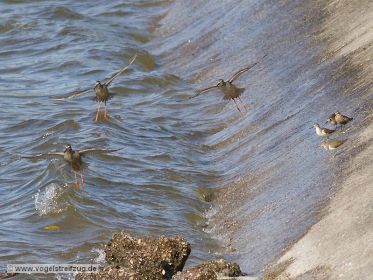Dunkler Wasserläufer, Grünschenkel, Alpenstrandläufer, Flussuferläufer