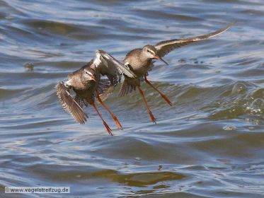 Dunkler Wasserläufer im Flug über dem Ismaninger Speichersee