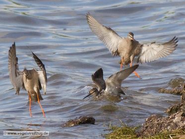 Dunkler Wasserläufer im Flug über dem Ismaninger Speichersee