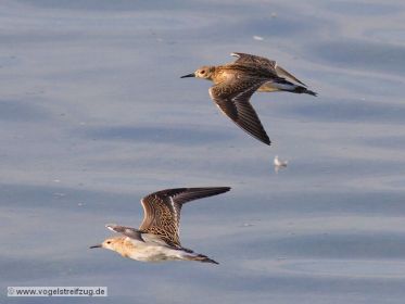 Zwei Kampfläufer im Flug über Ismaninger Speichersee
