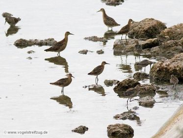 Kampfläufer, Sichelstrandläufer, Alpenstrandläufer