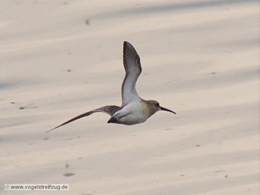 Sichelstrandläufer im Flug