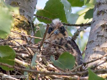 Junger Baumfalke im Nest. Offenbar noch nicht flügge