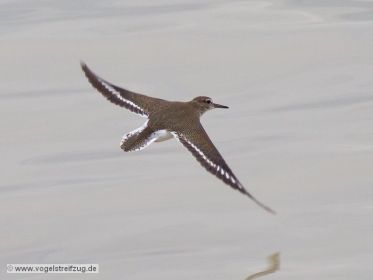 Flussuferläufer im Flug