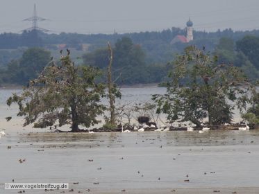 Kormoraninsel im Westbecken des Ismaninger Speichersees