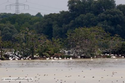 Kormoraninsel im Westbecken des Ismaninger Speichersees