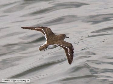 Flussuferläufer im Flug