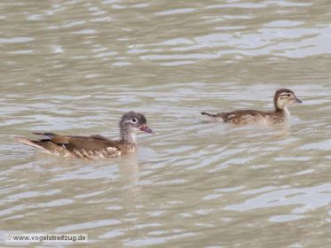 Junge Mandarinenten schwimmen im Kanal beim Ismaninger Speichersee