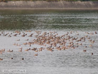 Jede Menge Kolbenenten