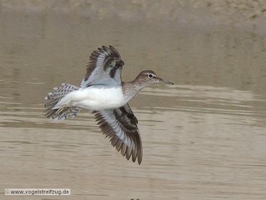 Flussuferläufer im Flug