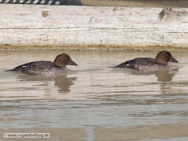 Junge Schellenten schwimmen im Kanal parallel zum Ostbecken des Ismaninger Speichersees