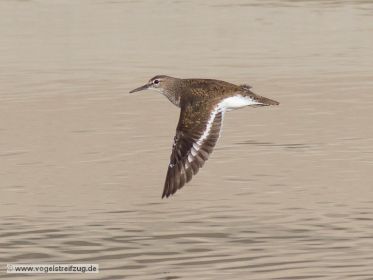 Flussuferläufer im Flug