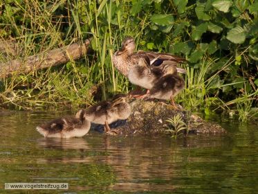 Stockenten-Familie